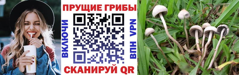 OMG маркетплейс  Невинномысск  Галлюциногенные грибы Psilocybe 